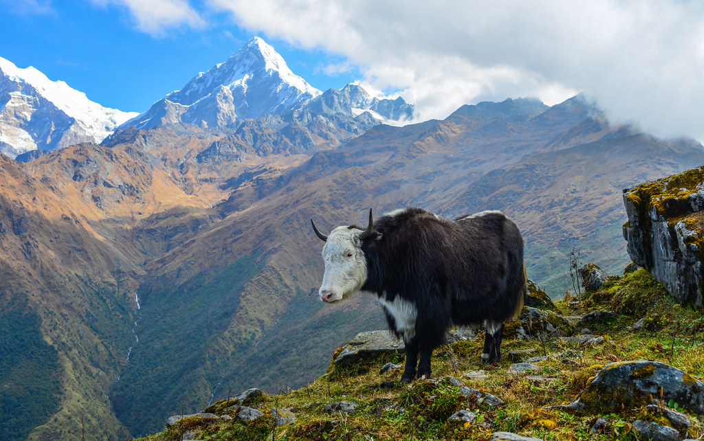 Black yak on mountain in Nepal