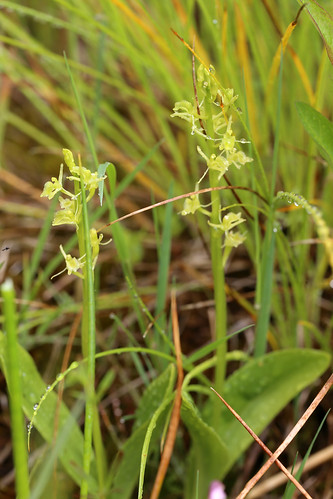 Fen Orchid Liparis loeselii