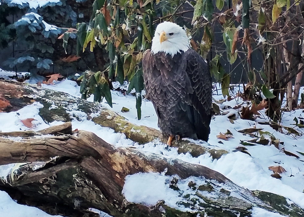 bald-eagle-snow