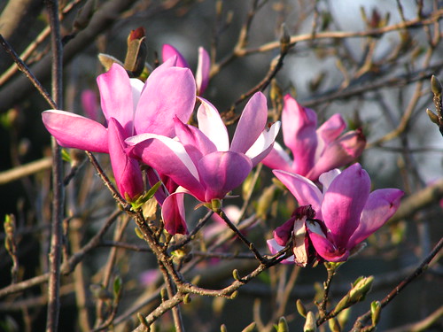 'Jane' magnolia