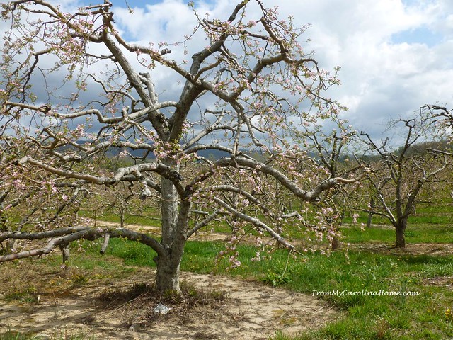 Apple Blossom Drive at From My Carolina Home