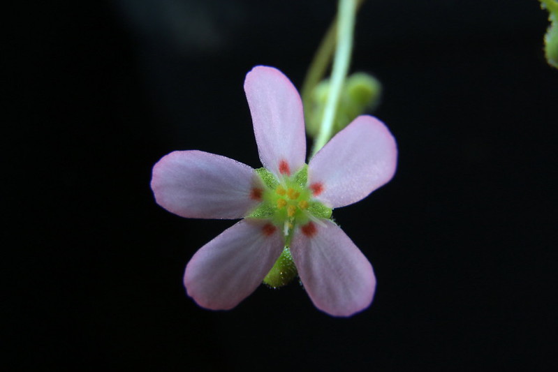 Drosera helodes Bullsbrook form (pale pink flowers with red dots) 41601356081_218fe1d983_c