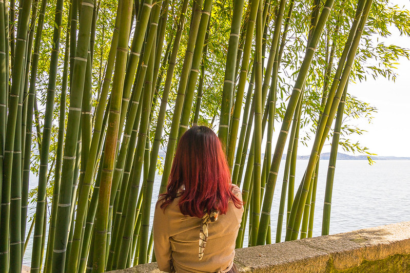 Piantagione di bambù isola madre