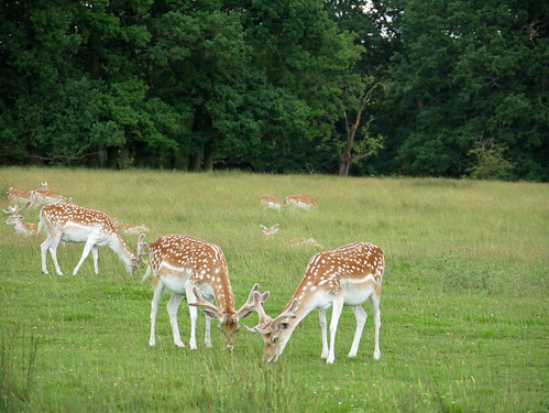 Attingham Park Deer Park
