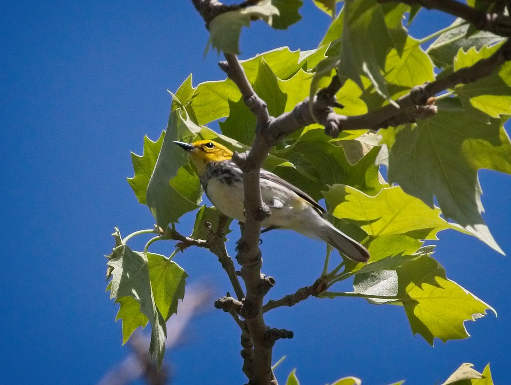 Black-throated Green warbler