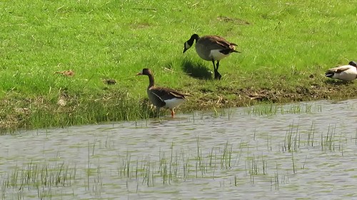 Greater White-fronted Goose (Anser albifrons) & Canada Goose (Branta canadensis), Turri Road, Los Osos, CA