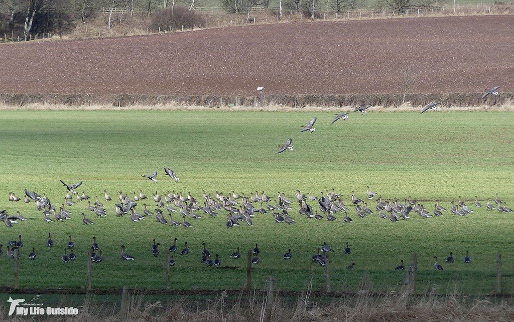 P1140087 - Pink-footed Geese