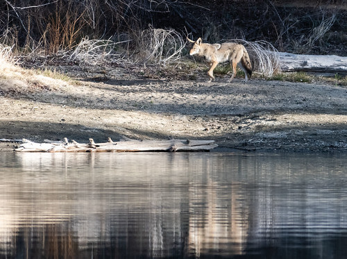 coyote_at_goldwater-20180411-102