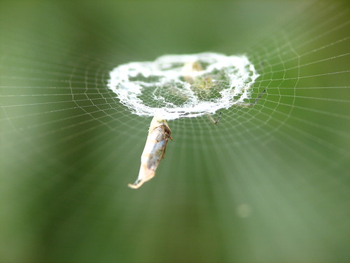 food macro green spider web arachnid silk hidden hide prey dcr250 raynox rogersmith