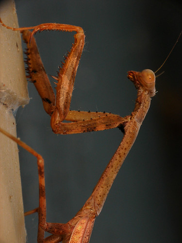 brown macro bug mississippi mantis insect legs spikes prayingmantis mantid dcr250 raynox mantodea rogersmith ccrrfd