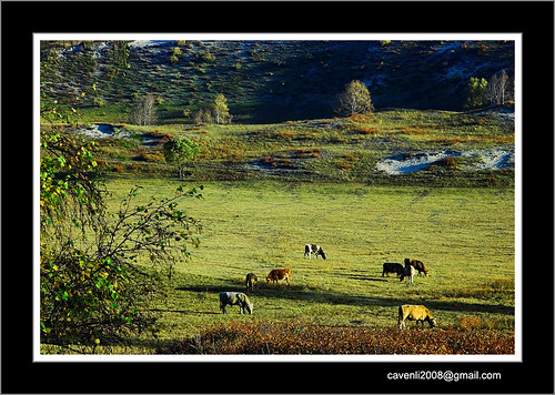 china morning light tree d50 landscapes cow cattle hebei grassland bashang tamron2875mmf28 tamrona09