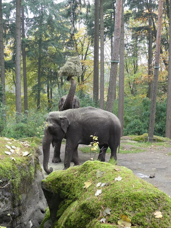 Elefant, Burgers Zoo