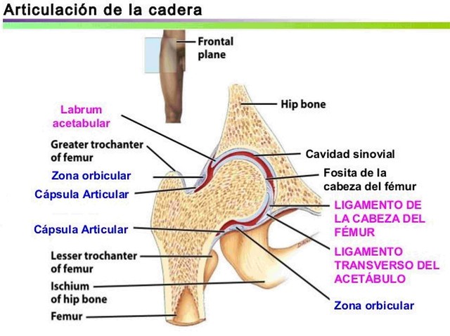 Figura 2 - Cadera Normal