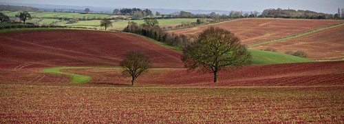 scenery crops crop red colour color light nottinghamshire nature nikon angela wilson angelawilson