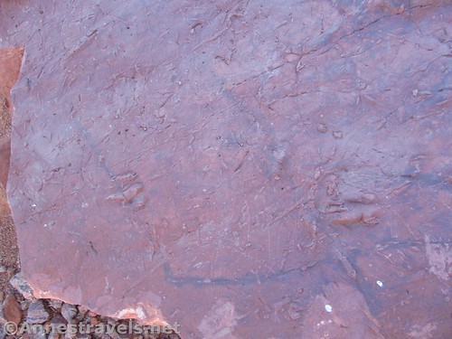 A (very poor) picture of the dinosaur prints at the far end of the Red Hills Desert Garden, St. George, Utah