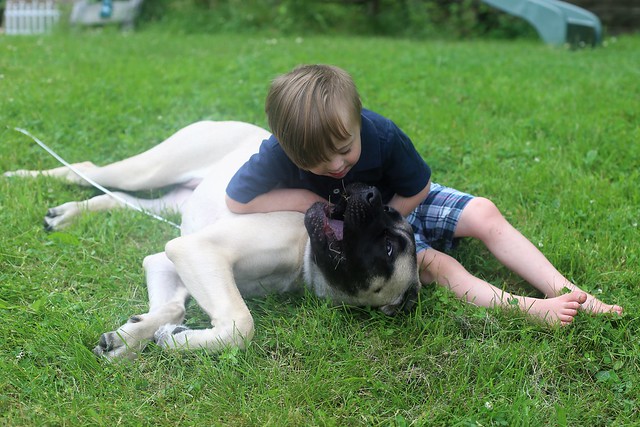 best dogs for kids with special needs