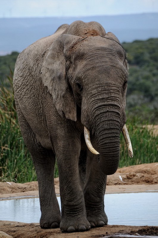 5.- ADDO ELEPHANT PARK. - Ruta sudafricana. De Johannesburg a Cape Town pasando por Lesoto (4)