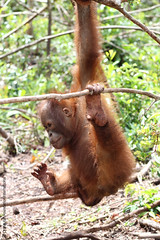Kuba orangutan orphan Orangutan of the Month Orangutan Foundation International