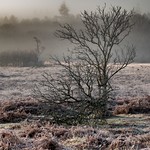 New Forest winter morning
