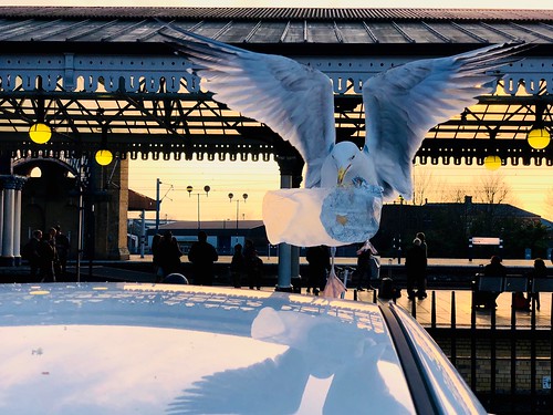 seagull flight sandwich polythenebag sunset passengers reflection car food golden wings silverfoil takeoff