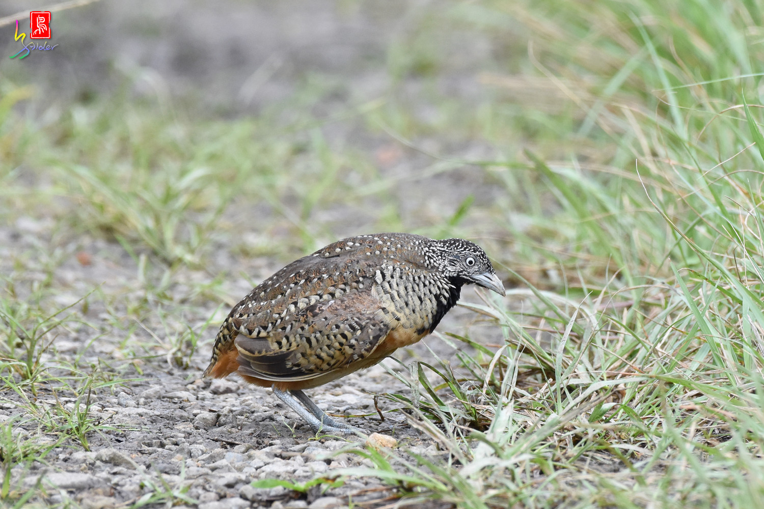 Barred_Buttonquail_4671