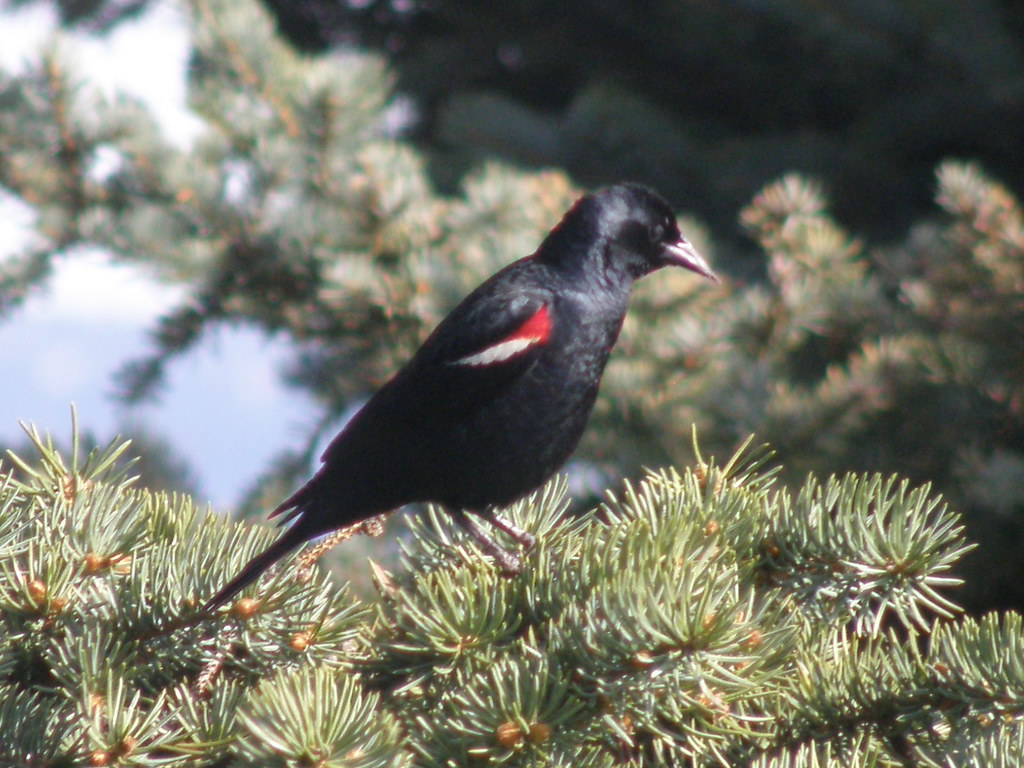 P4226376...tricolored blackbird