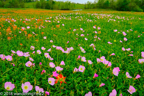 austincounty fujixpro2 texas texaswildflowers eveningprimrose flower indianpaintbrush pinkeveningprimrose wildflower