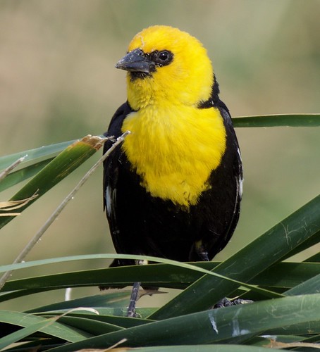 blackbird yellowheaded nevadabirds henderson birdviewingpreserve yellowbird nature