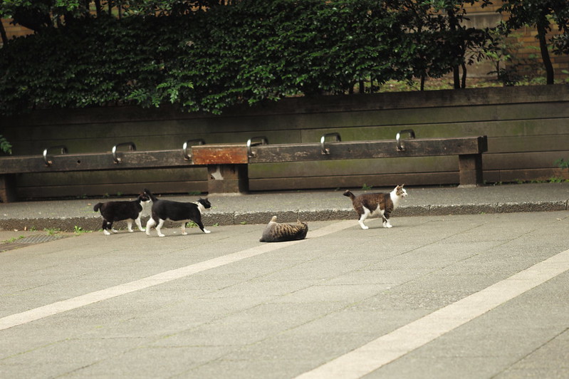 Leica Q東池袋中央公園の猫だまり 黒白×２ キジ白×２