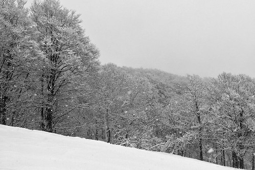 asia honshu japan cameraphone iphone6 travel myōkōshi niigataken jp myoko myokokogen akakuraonsen firtree treelined cloudy snow winter snowing snowsport blackandwhite monochrome