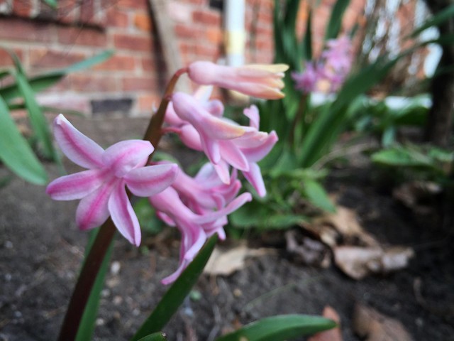 Garden Bloggers' Bloom Day: April 2018