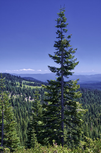 trees travel hdr aurorahdr mountains mountain bluesky outdoors outside landscapes landscape california vertical