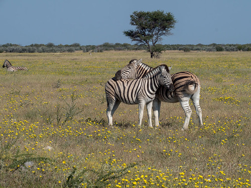 africa etoshanationalpark namibia ©suelambertlrpscpagb oshikotoregion na okaukuejo oshanaregion animal