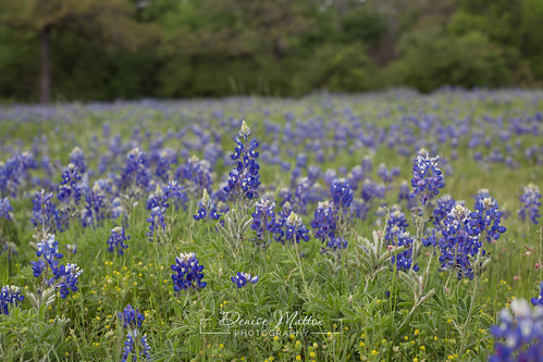 2018 wildflower flowers bluebonnet collegestation texas