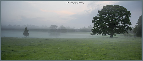 landscape mist fog morning trees scotland hutton foulden