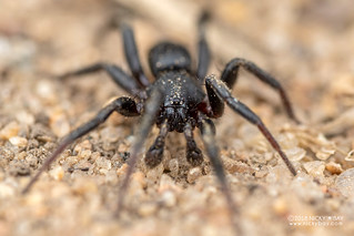Flat-bellied spider (Zelotes sp.) - DSC_3776