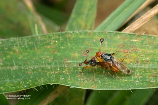 Stalk-eyed flies (Diopsidae) - DSC_3501