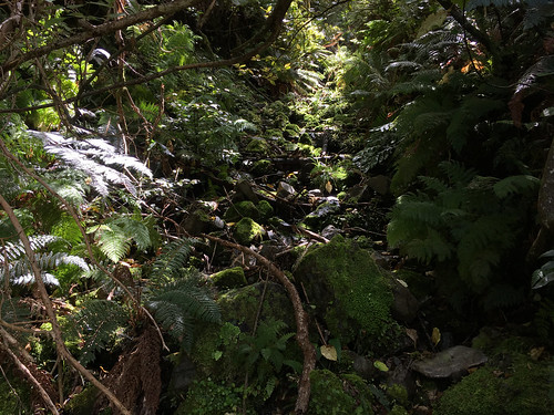 canterbury hurunuidistrict mountthomasforestconservationarea newzealand places southisland forest freshwaterstreamsandrivers habitat riparian woodyvegetation mollivan