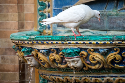 39532503820 6892130e9f - Dove enjoying fountain, Maria Luisa Park, Seville