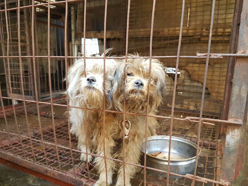 [Update: 4/9/18] Busan KAPCA Shutting down dog farm with Ulsan Dong-gu District Office