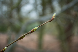 20180322-16_Coombe Abbey Country Park - Buds Waiting for Spring