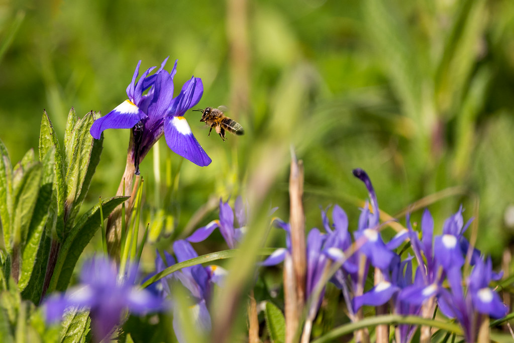 Honey Bee Pollinating a Barbary Nut Iris