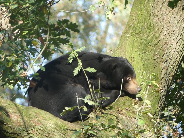 Malaienbär, Ouwehands Dierenpark Rhenen