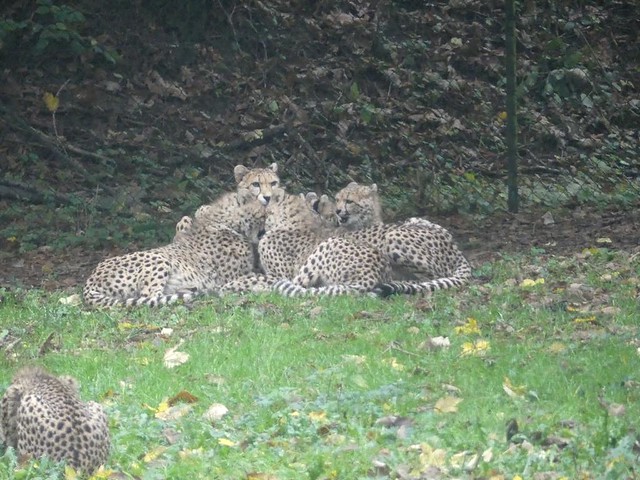 Geparden, Burgers Zoo