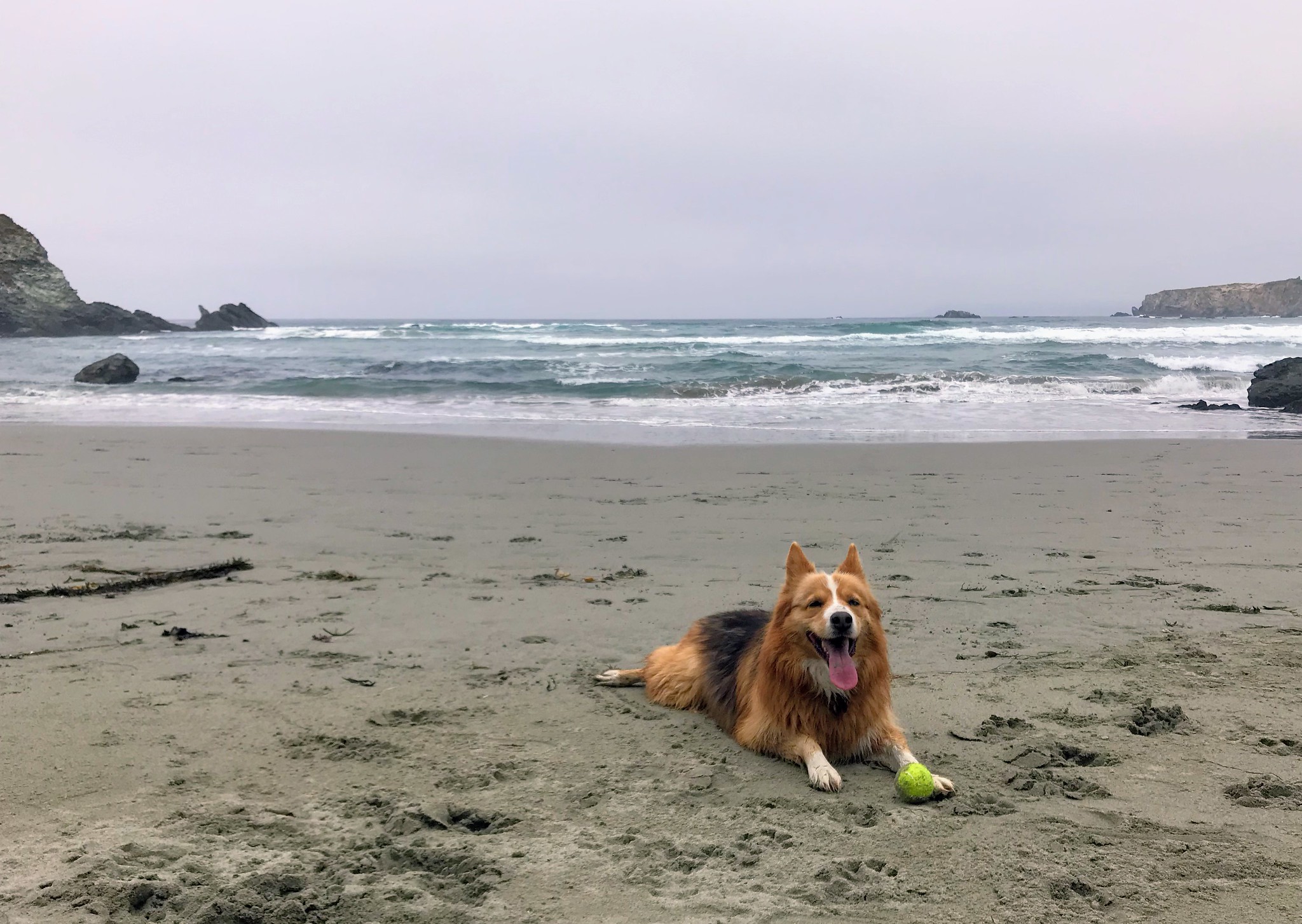Happy dog on Sand Dollar Beach