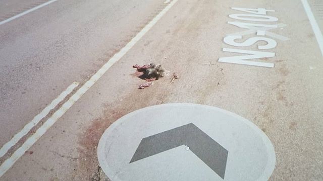 Road carnage. #Ridingthroughwalls #xcanadabikeride #googlestreetview #novascotia