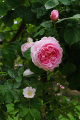 9717 La roseraie - L'Haÿ-les-Roses