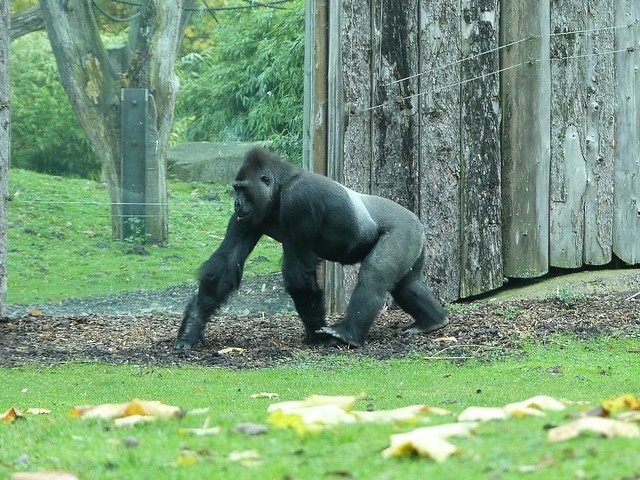 Gorilla, Allwetterzoo Münster