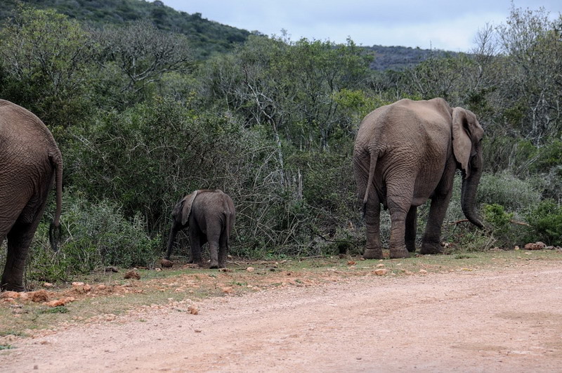 5.- ADDO ELEPHANT PARK. - Ruta sudafricana. De Johannesburg a Cape Town pasando por Lesoto (2)