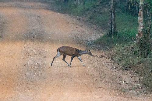 radtour safari urlaub wild northcentralprovince srilanka lk